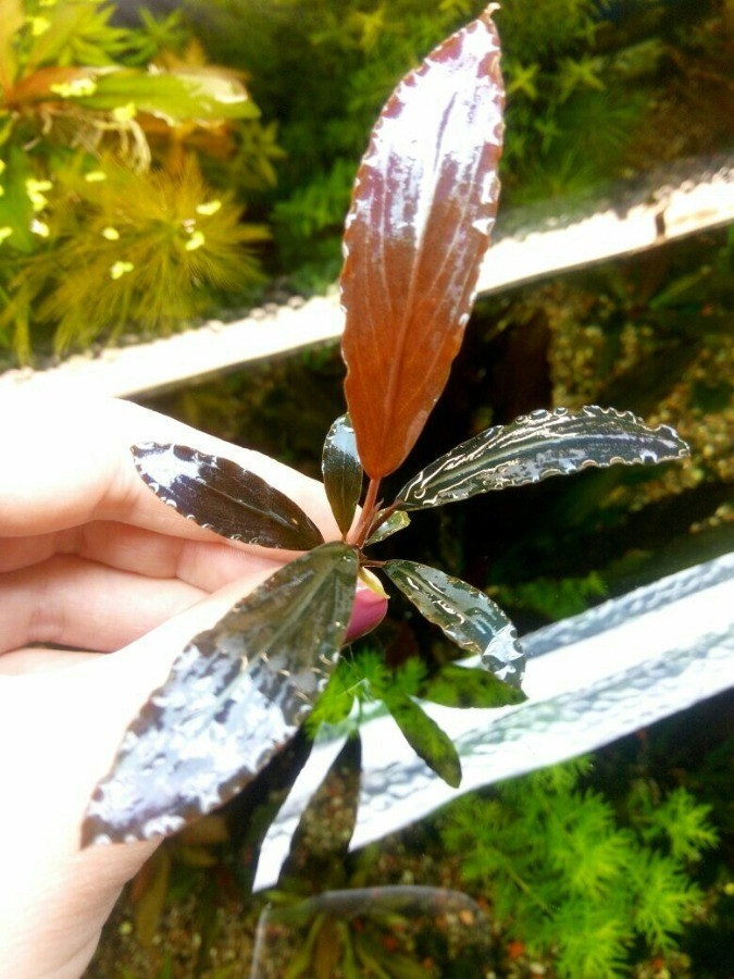 Буцефаландра Bucephalandra sp. 